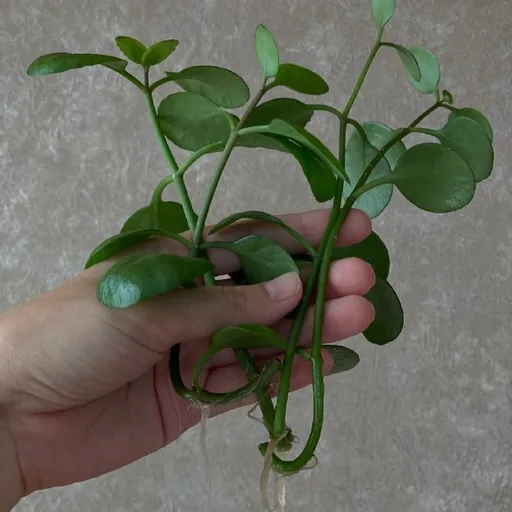 4 ростка каланхоэ с корнями