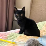 Чернышка, котёнок 2
