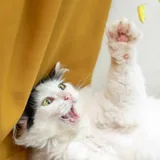 Кошка 6