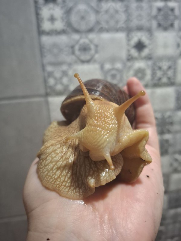 Улитки ахатины иммакуляты и альбины 3