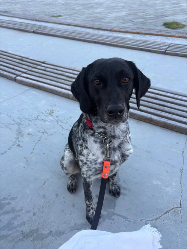 Немецкий курцхаар для передержки 5