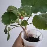 Комнатные растения 5