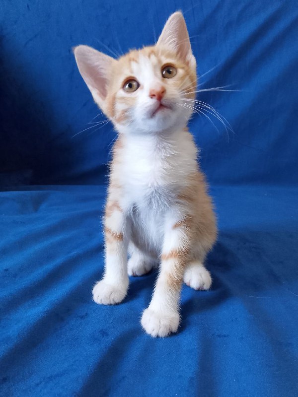 Котенок рыжий Лучик для дома 7