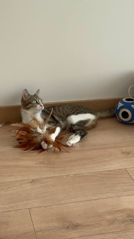 Кошечка малышка Ариана ищет дом 2