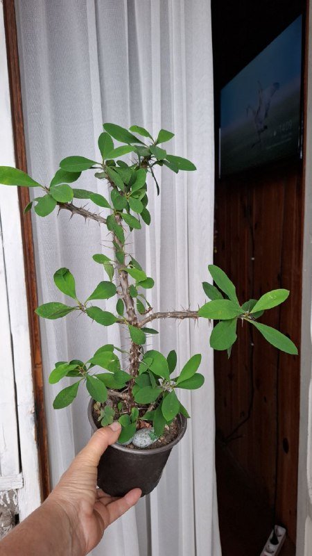 Строманты, Хлорофитум, Отросток монстеры, Молочай эуфорбия, Кампелия 5