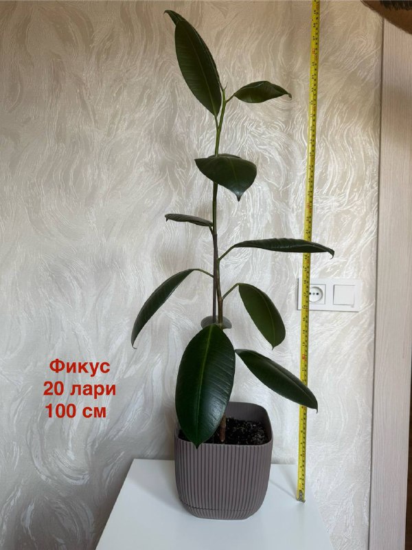Комнатные растения Авокадо, Гибискус, Фикус, Спатифиллум, Сансевиерия 9