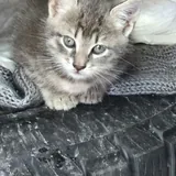 Котята 2
