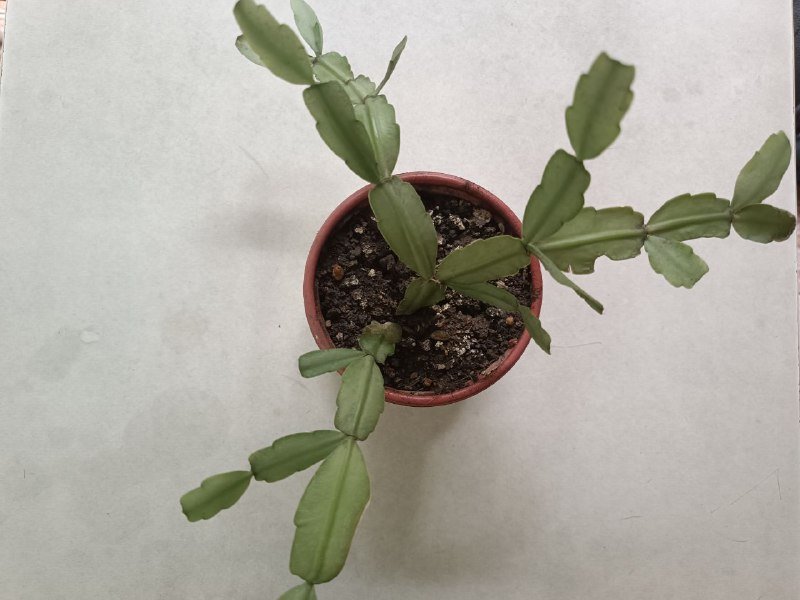 Декабрист растение