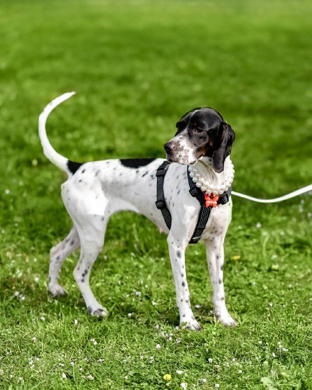 Собака пойнтер ищет семью