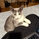 Котёнок Вишня 4