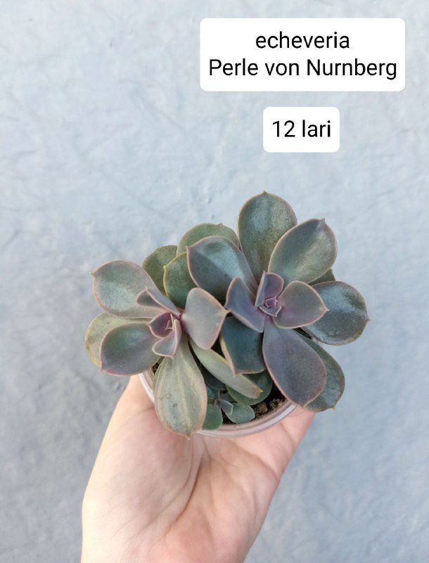 Комнатные растения 8