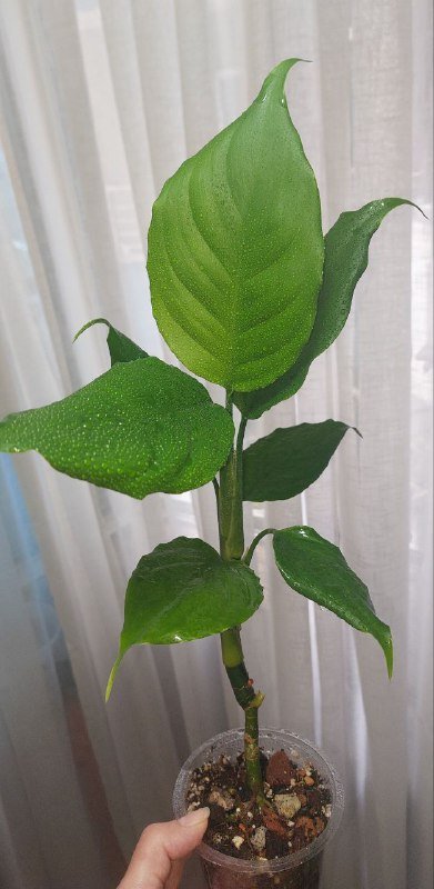 Комнатные растения 2