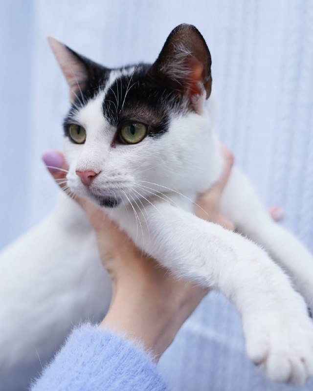 Котёнок Энтони, 4 месяца, мальчик, в дар