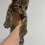 Котенок Гарри 3
