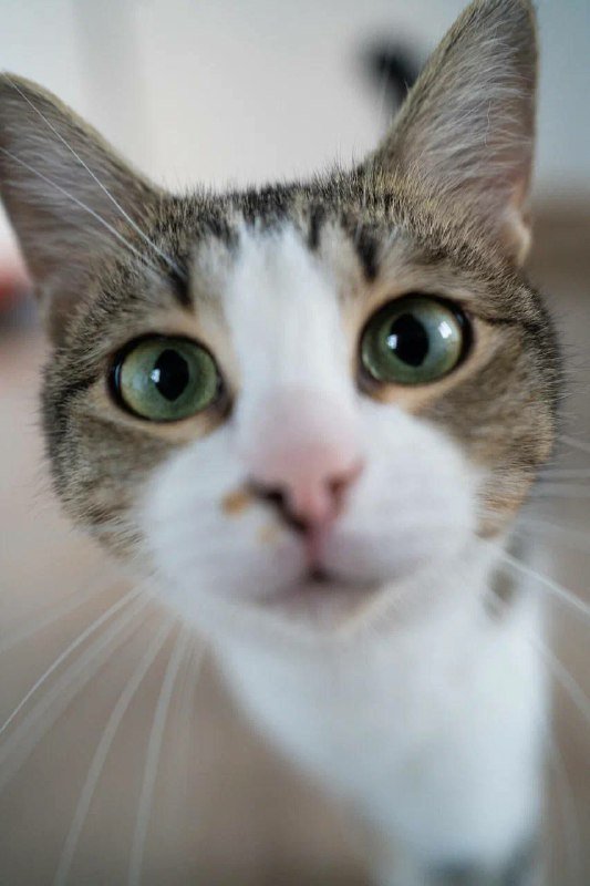 Кошка Сабрина ищет дом