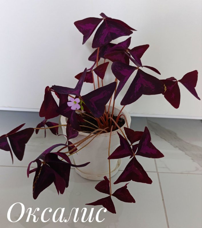 Суккуленты, Красула денежное дерево, Оксалис, Хлорофитум 7