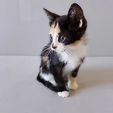 Котенок Ариэль 6