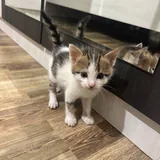 Котята 3
