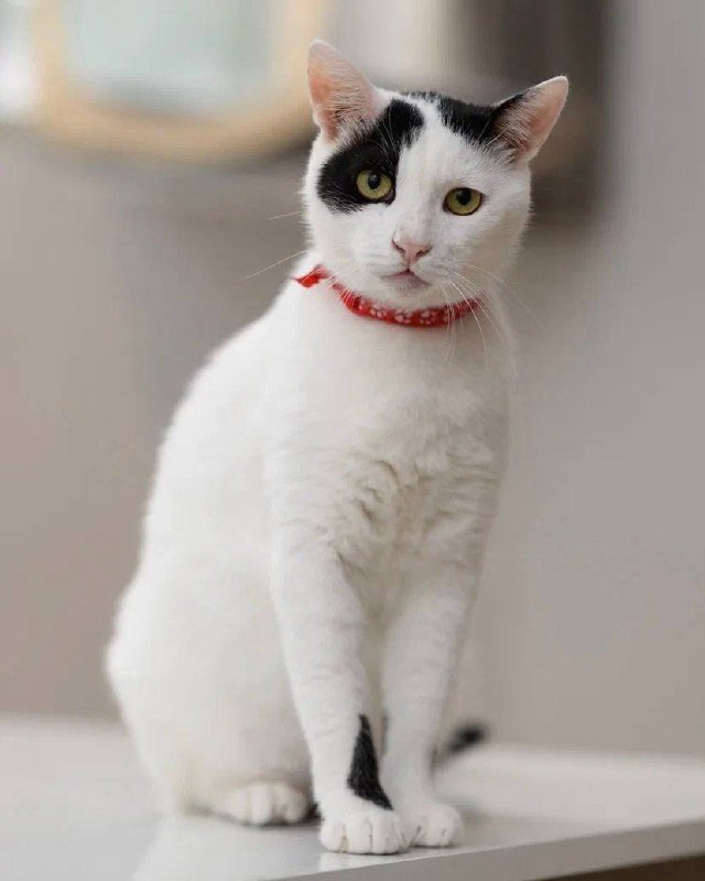 Кот Дзен ищет дом 4