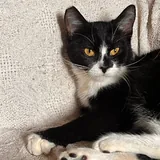 Кошечка Шоко и котик Паша 5