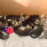 Котята 2