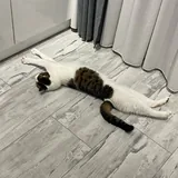 Котик 4
