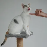 Кошка Принцесса 4