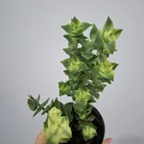 Oxalis, succulents, and houseplants 3