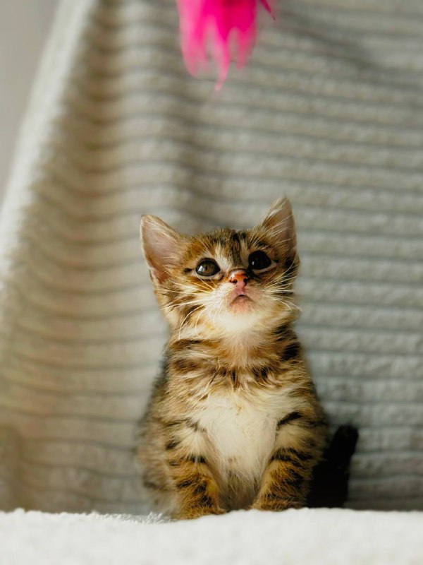 Котенок Мирцелла ищет дом 2