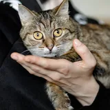 Кошка Асуми 5
