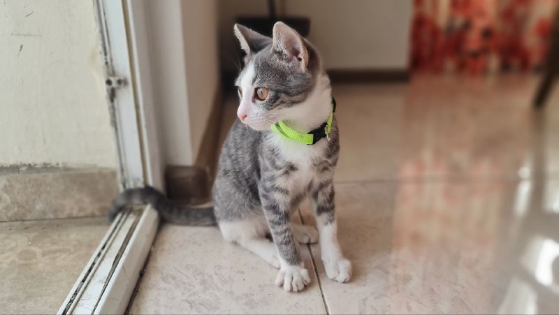 Котенок ручной, 3 месяца, с лотком 2