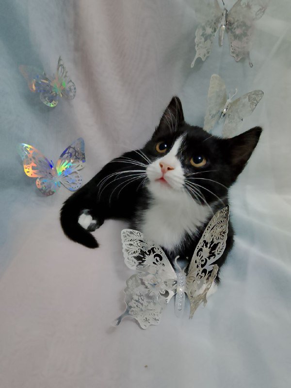 Котенок Марси 4