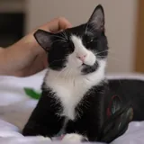 Марти, кот 3