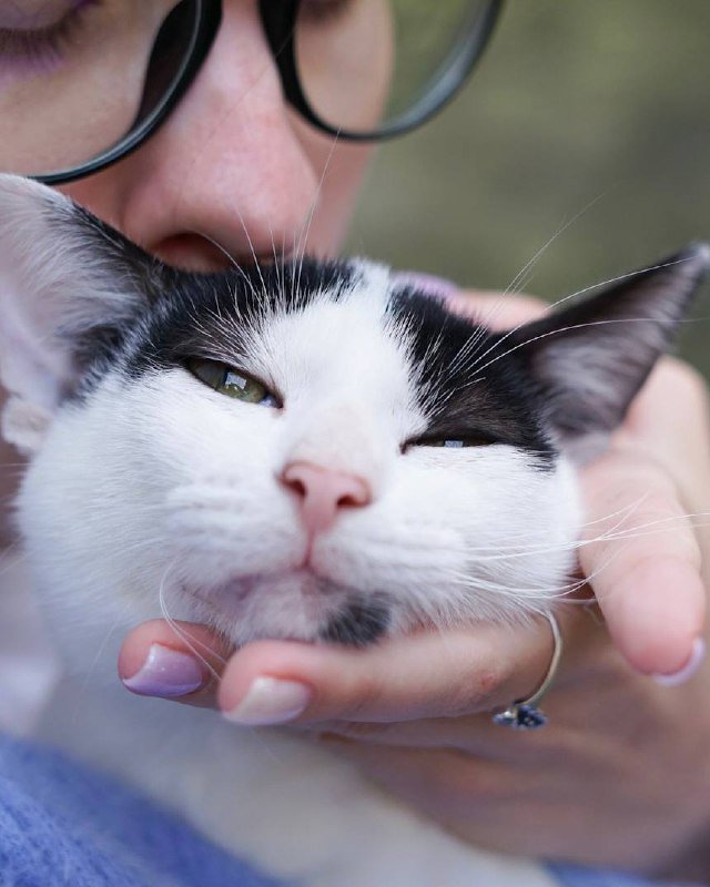 Котёнок Энтони, 4 месяца, мальчик, в дар 2