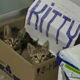 Котята 3
