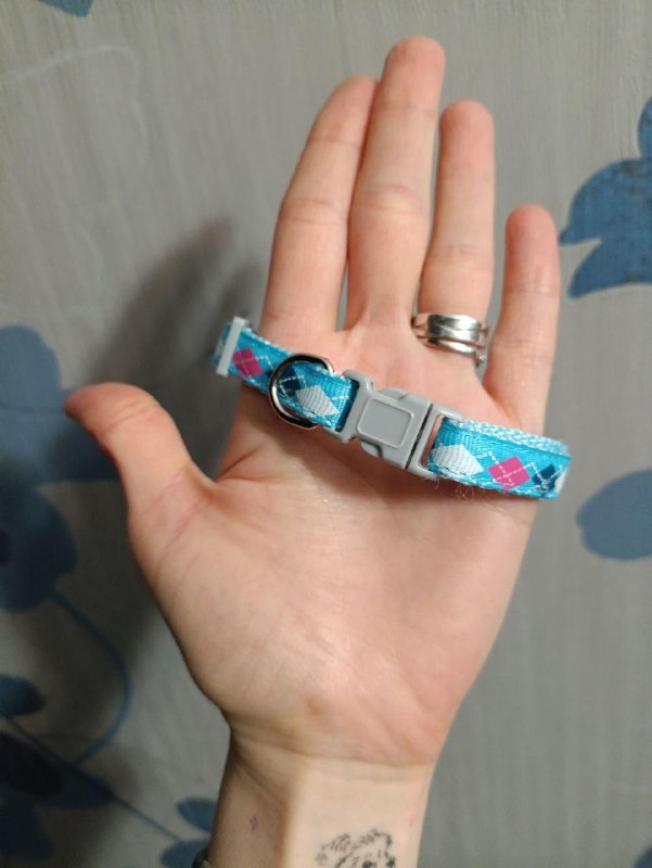 Комбинезон-дождевик, ошейник, миски, расчёска-гребень для животных 3