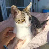 Котенок Космо 2