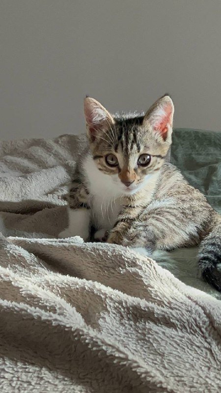 Котята Милка и Бао 2 месяца в дар