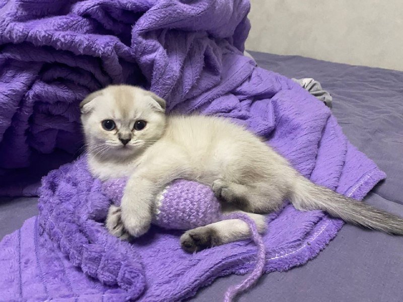 Шотландские котята