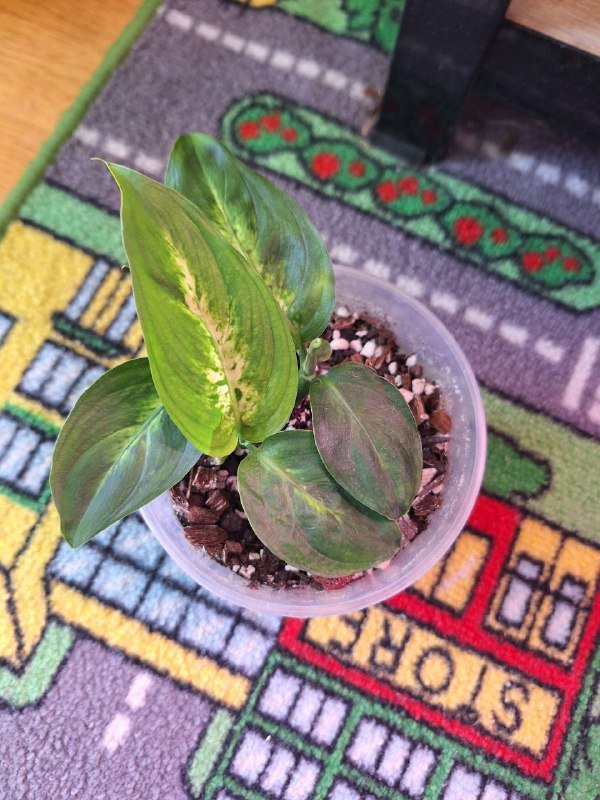 Растения отдам даром 2