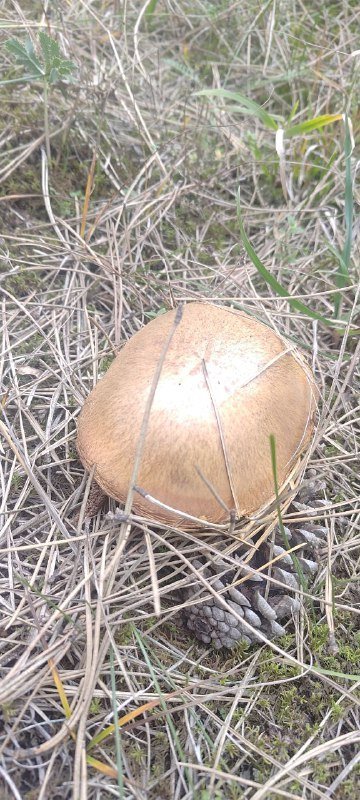 Ежедневные поездки за грибами мини группа Тбилиси 4