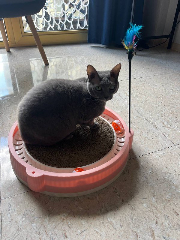 Когтеточка игрушка для кошек