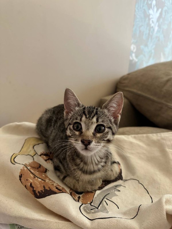 Котенок Манка 3