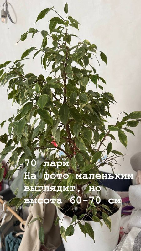 Цветы 4