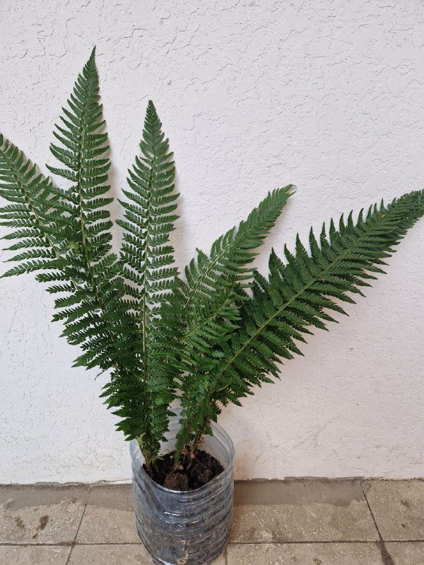 Папоротник