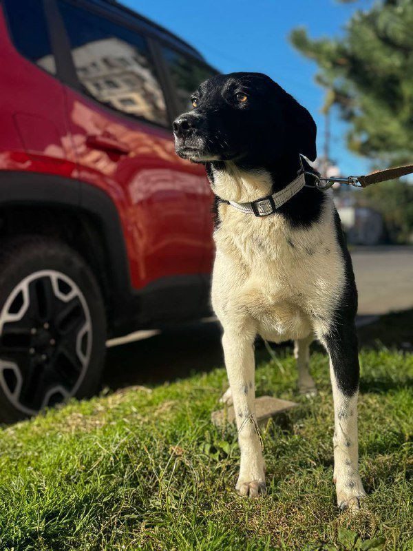 Прекрасная малышка Коко, собака для дома