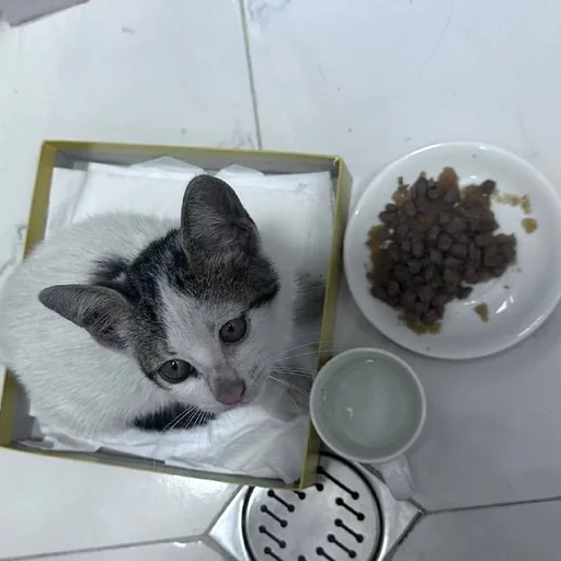 Котёнок мальчик в добрые руки
