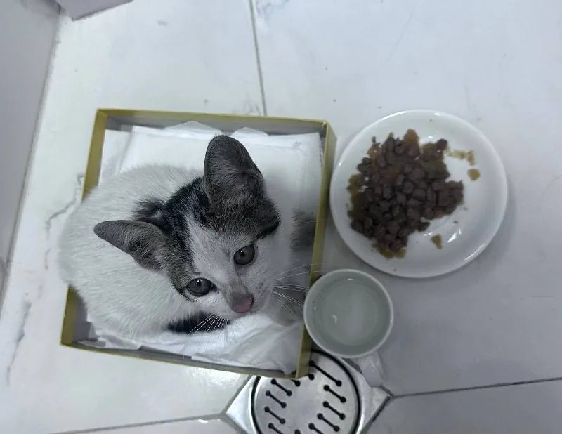 Котёнок мальчик в добрые руки