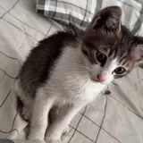 Котёнок девочка 2