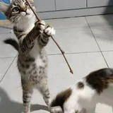 Котята 5